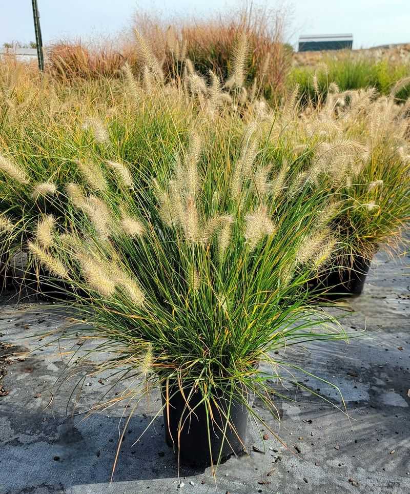 Dwarf Fountain Grass