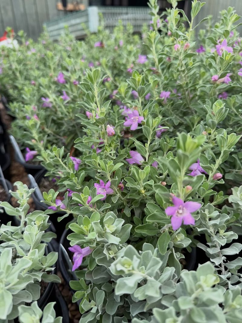Texas Sage (Leucophyllum Frutescens)