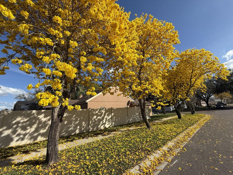 Tabebuia Adds Bright Seasonal Blooms To The Landscape
