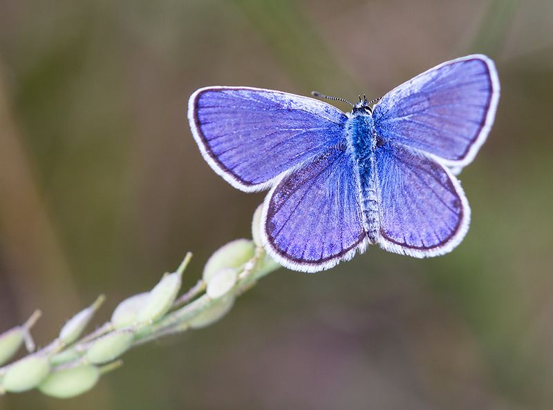 Female Karner Blues Lay Eggs Near Wild Lupine