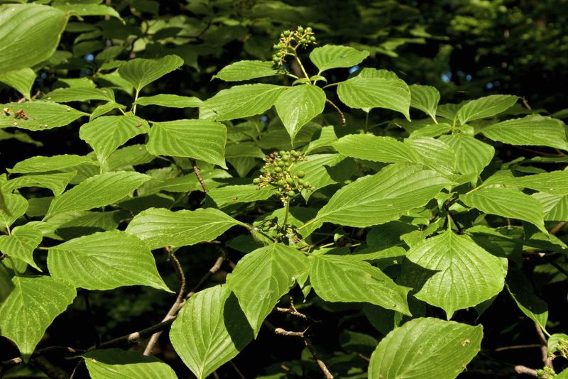 Alternate-Leaf Dogwood (Cornus alternifolia)