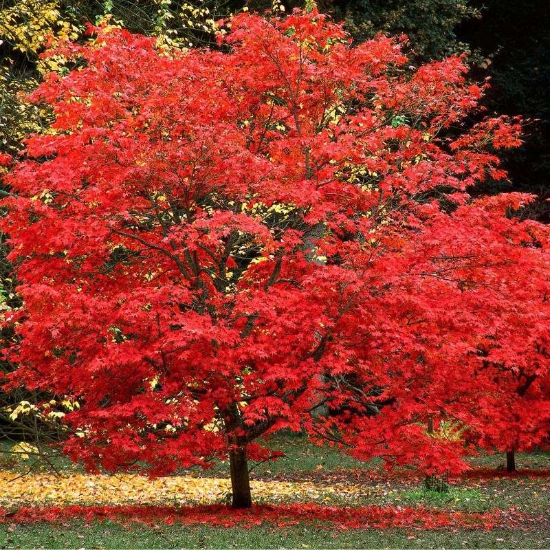 Red Maple Provides Reliable Seasonal Color