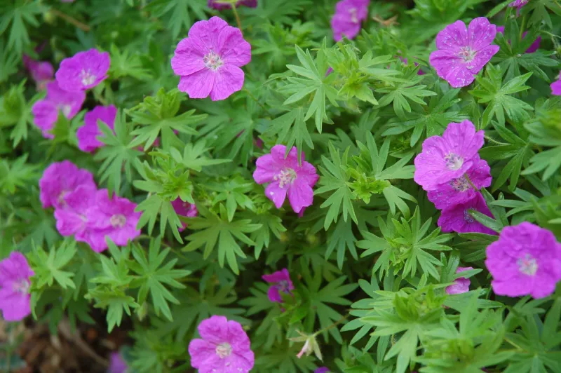 Wild Geranium Fills In Without Taking Over