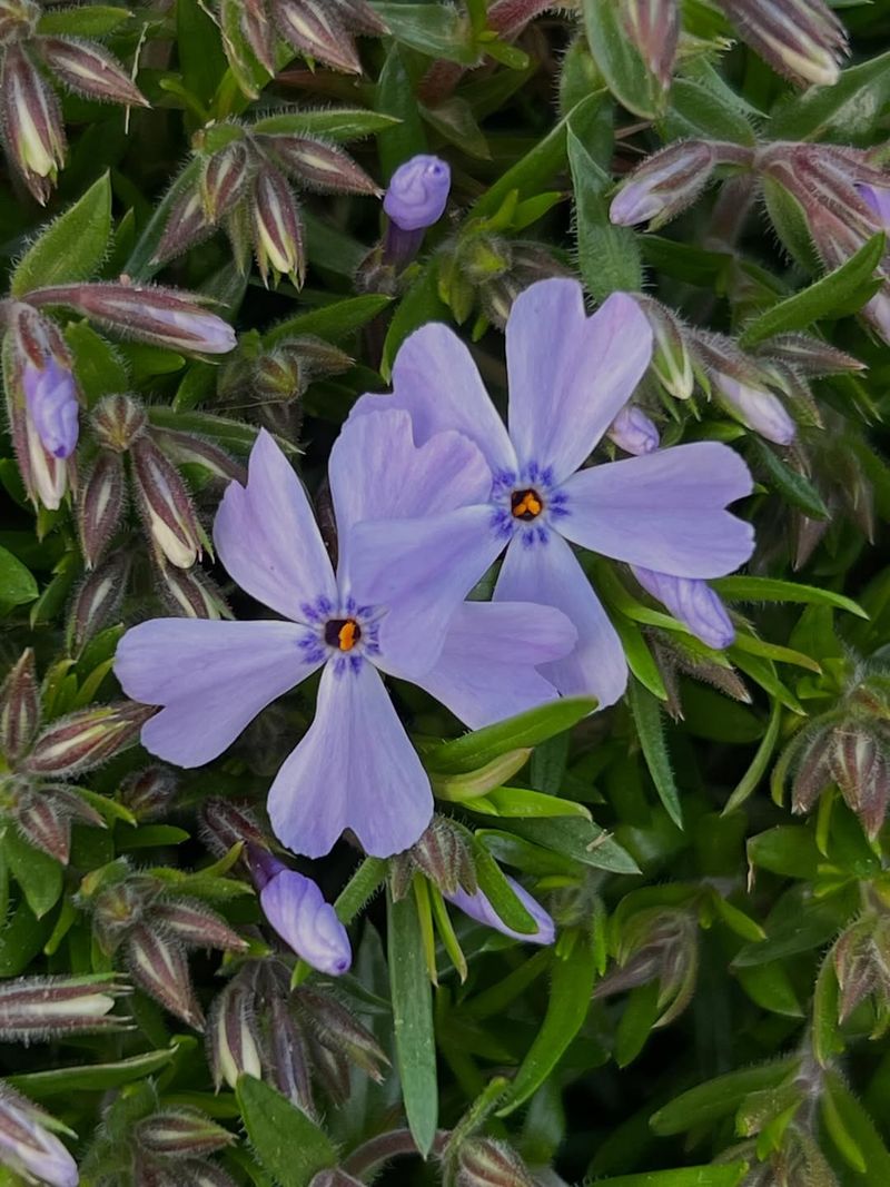 Creeping Phlox (Phlox Stolonifera)