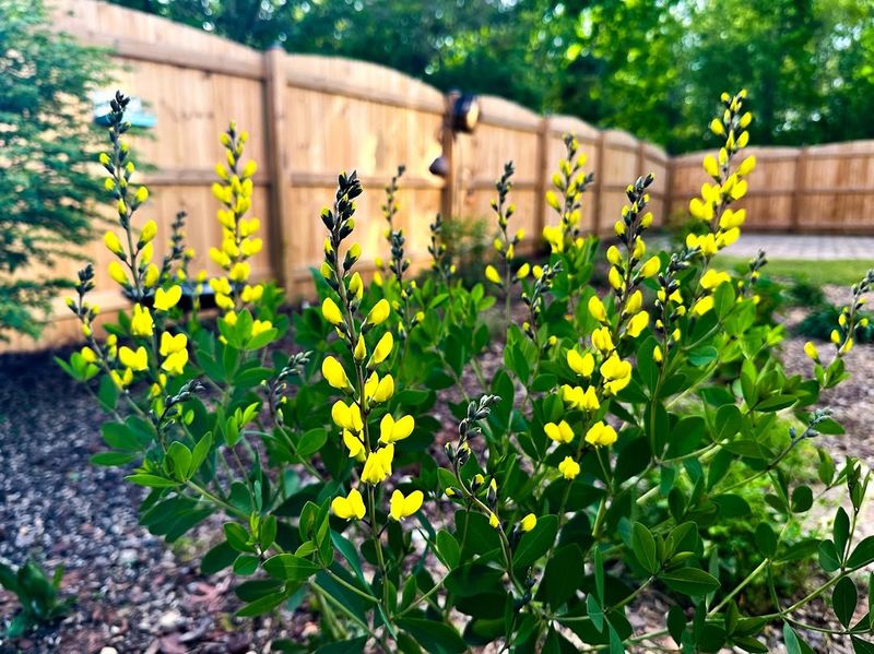 Yellow Wild Indigo 