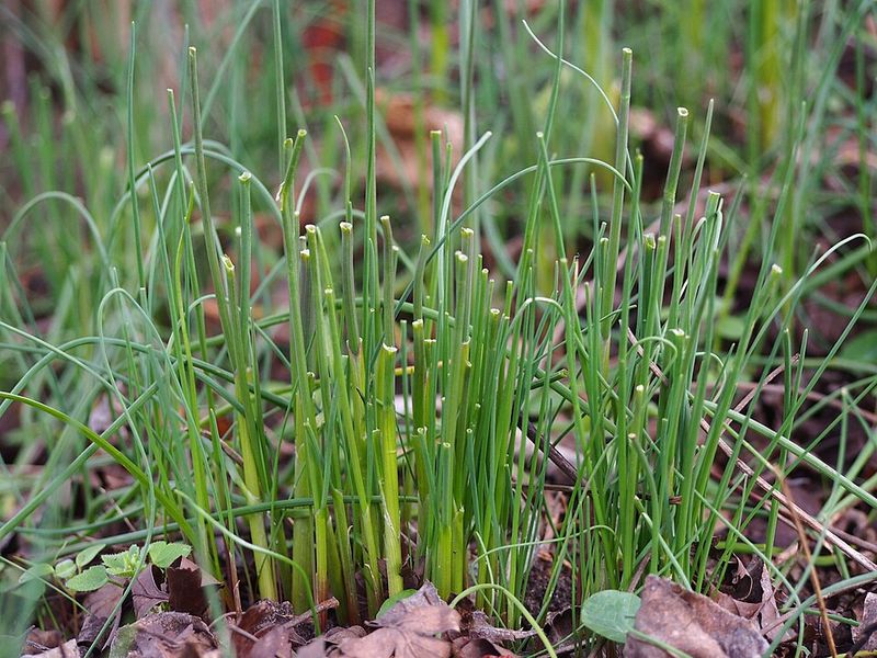 Wild Onion Stands Out With Its Strong Scent