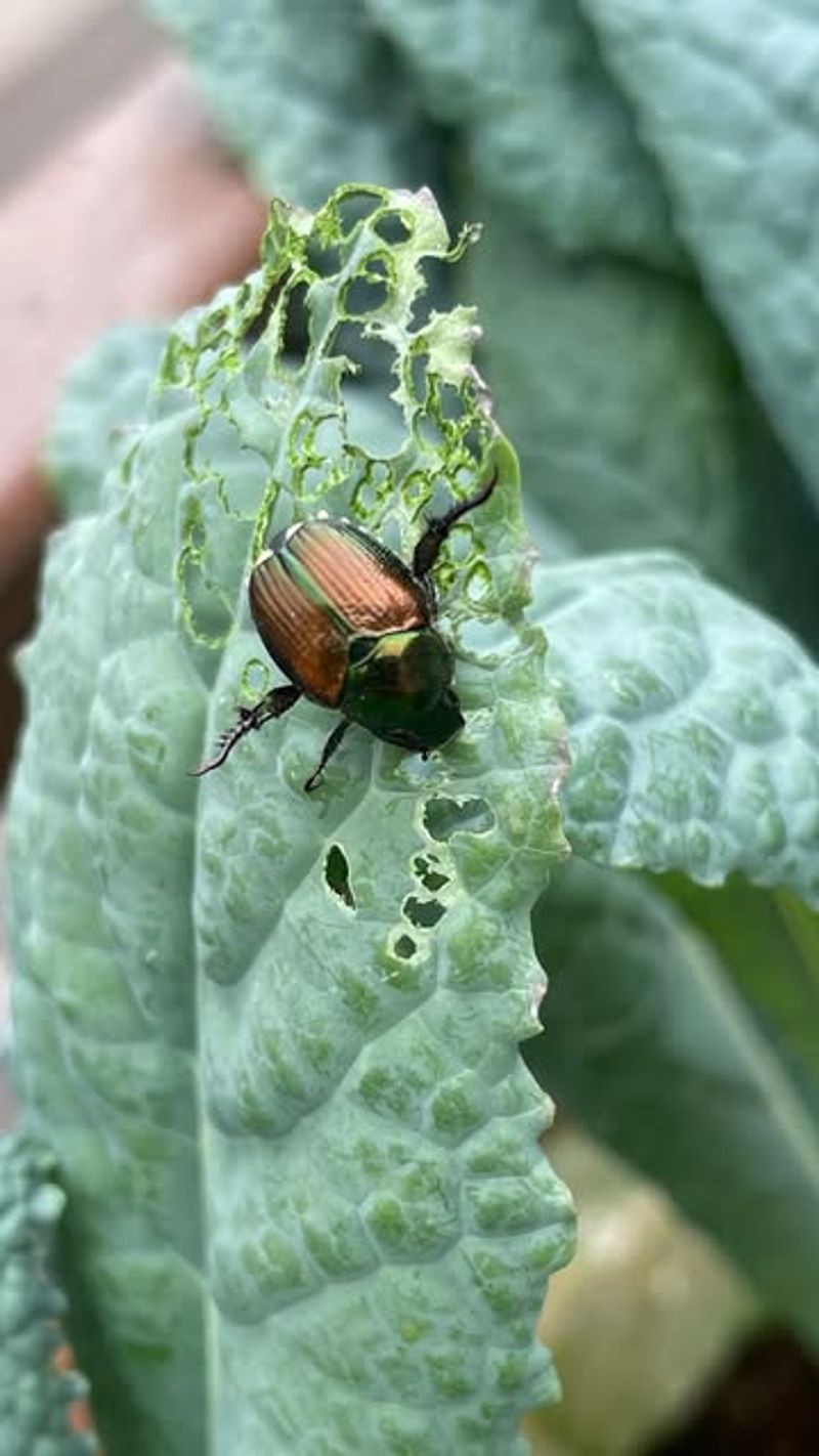 Protecting Favorite Plants Helps Reduce Damage