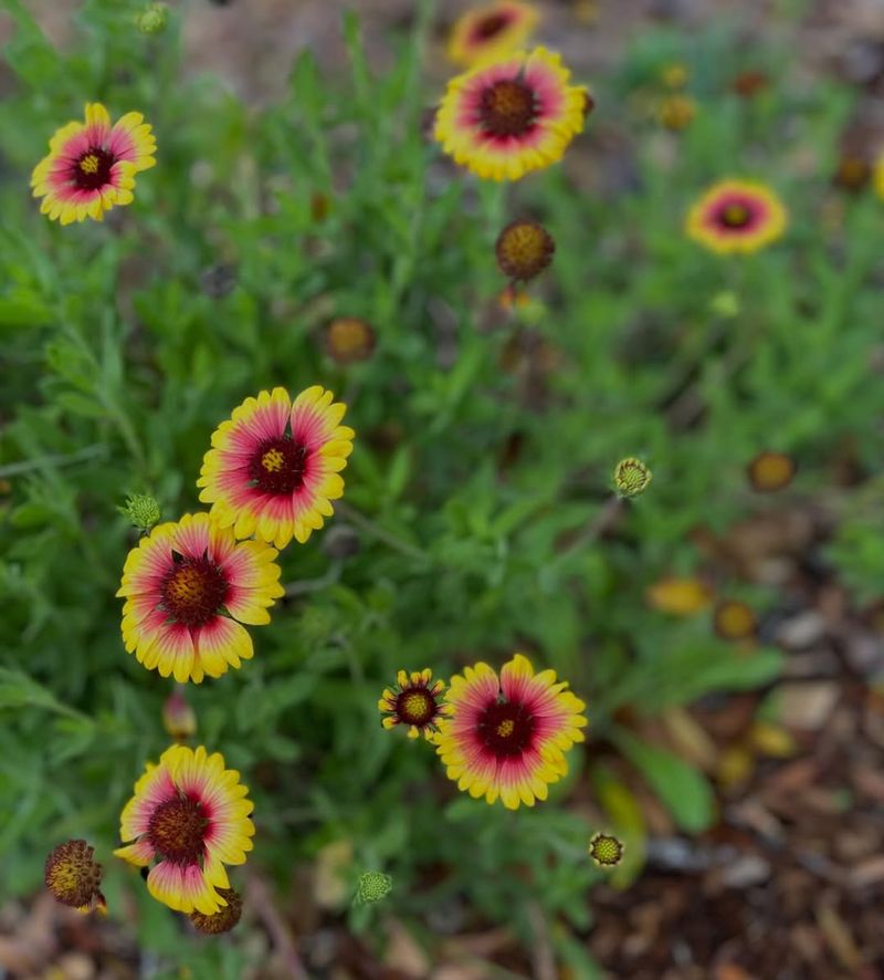 Tolerates Heat Extremely Well