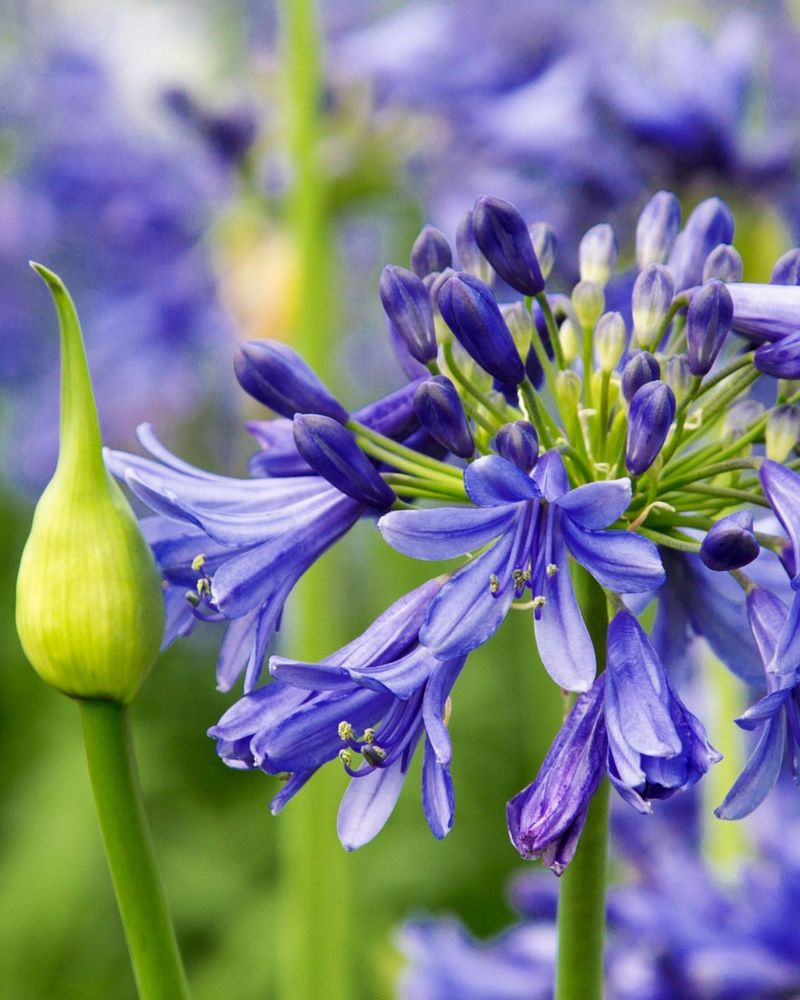 Long Bloom Period In Summer