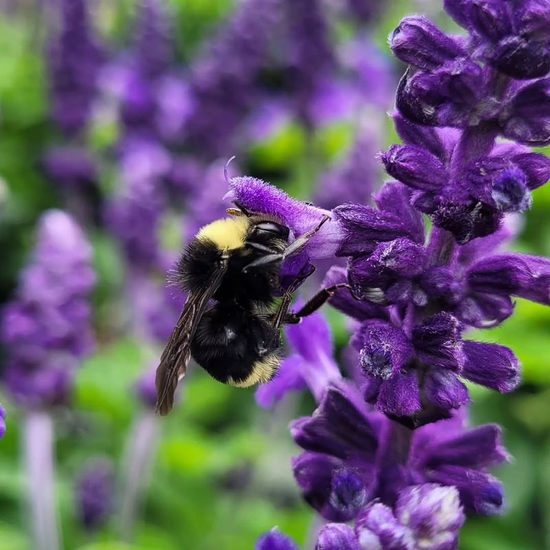 Pollinators Keep Flocking To It