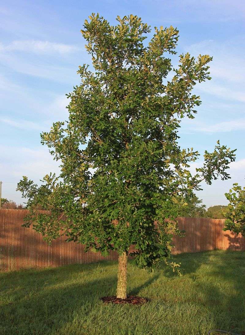 Thrives In Heavy Clay And Poor Soils