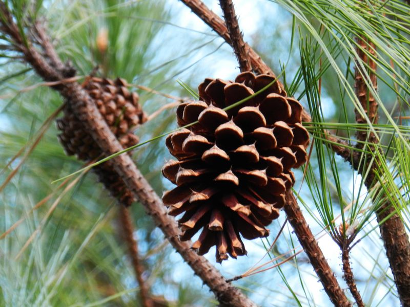 Watch Cones Open And Close