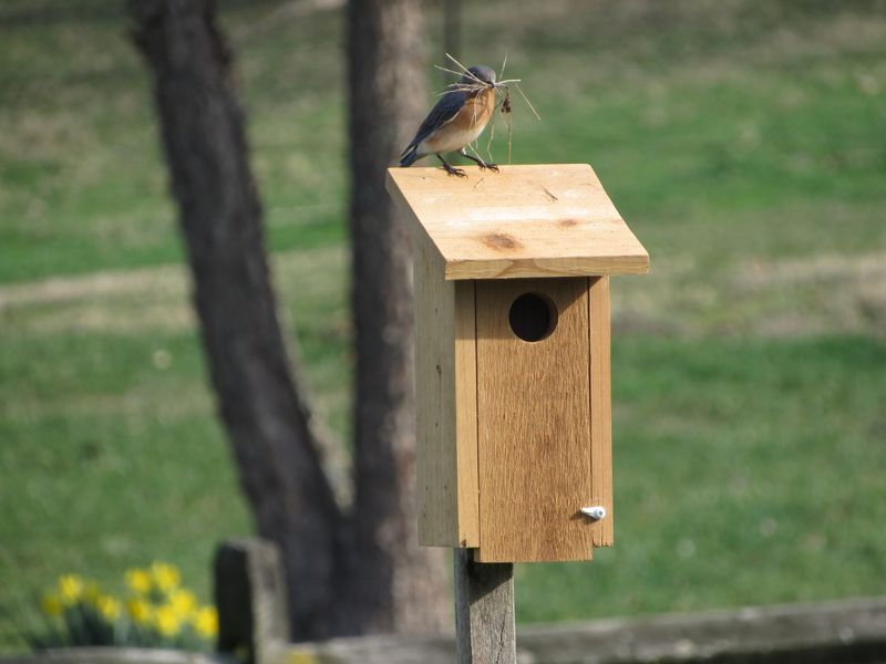 Post Mounted Birdhouse Adds Stability In Windy Areas