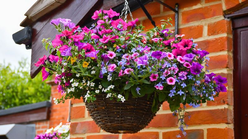 Pollinator Flower Basket Attracts Bees And Butterflies