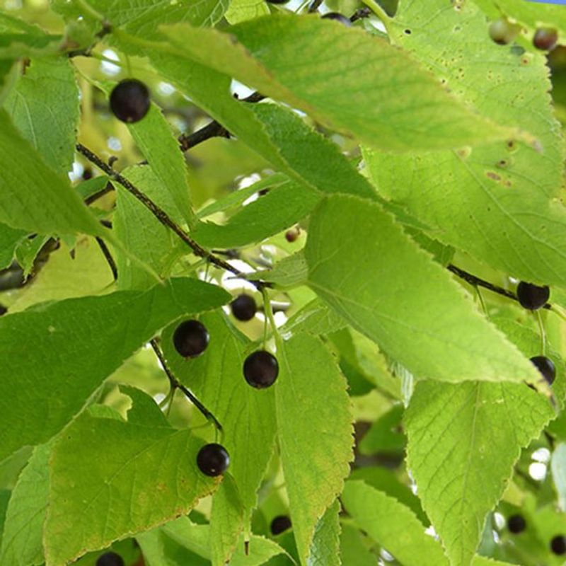 Blue Beech / American Hornbeam (Carpinus Caroliniana)