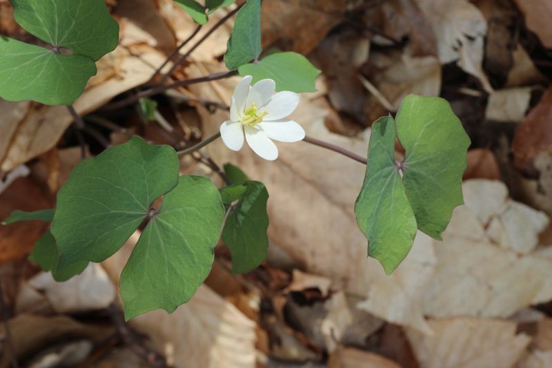 Twinleaf (Jeffersonia Diphylla)