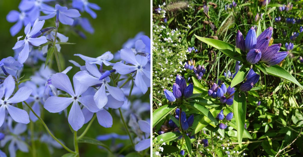 Wild Blue Phlox and Closed Bottle Gentian