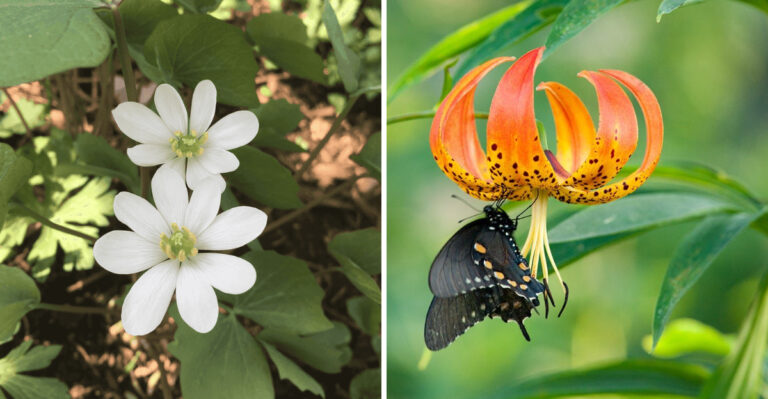 Twinleaf and Turk's Cap Lily