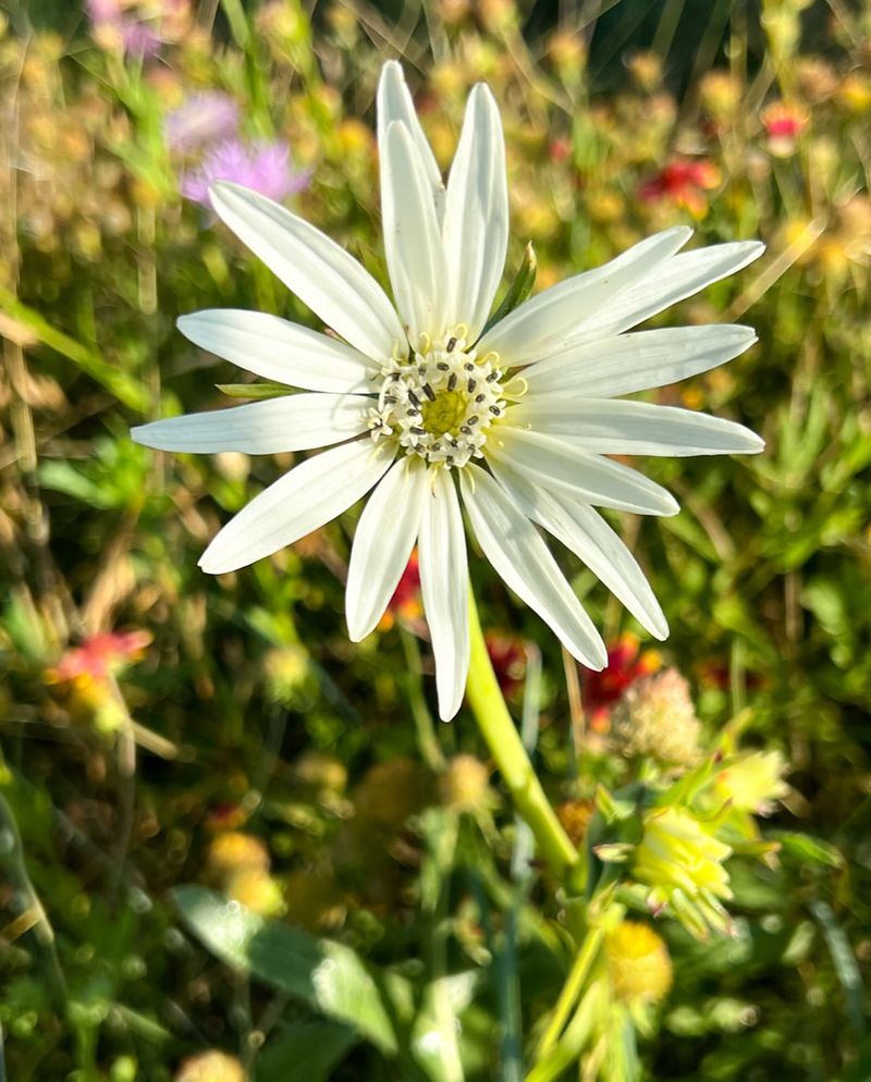 White Rosinweed 