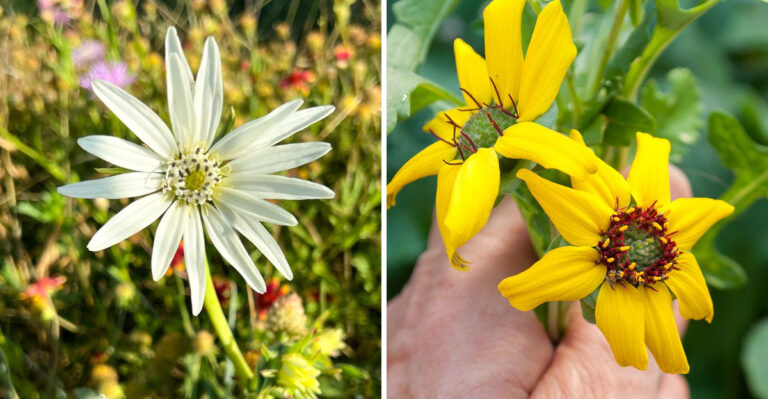 White Rosinweed and Chocolate Flower