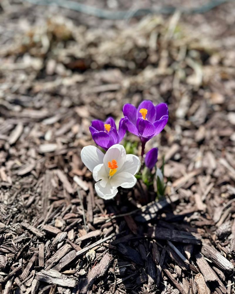 Clean Up Flower Beds And Remove Faded Flower Stalks From Spring Bulbs