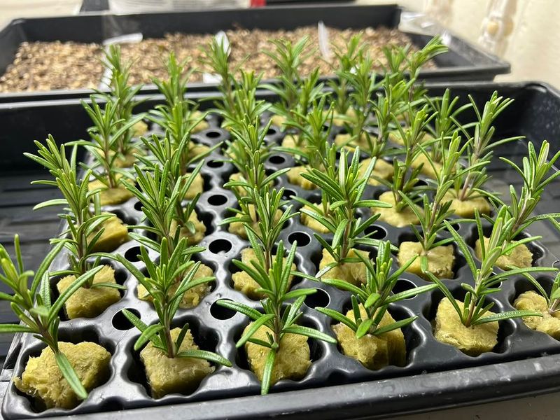 Bring Them Indoors Before Michigan's First Frost And This Is Non-Negotiable