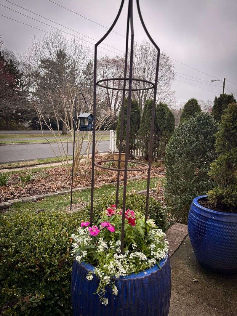 Watch The Forecast Before Moving Tender Plants