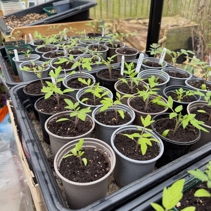 Allow 7 To 10 Days For Adjustment