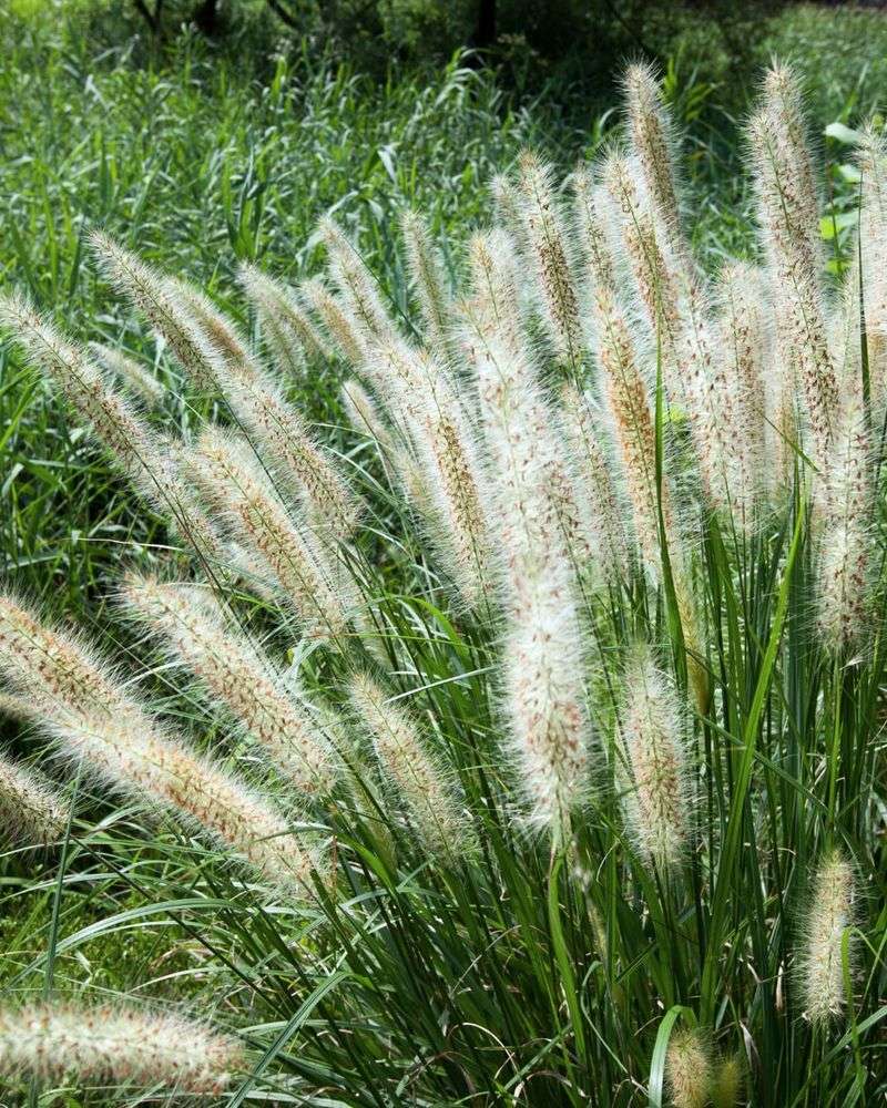 Ornamental Grasses