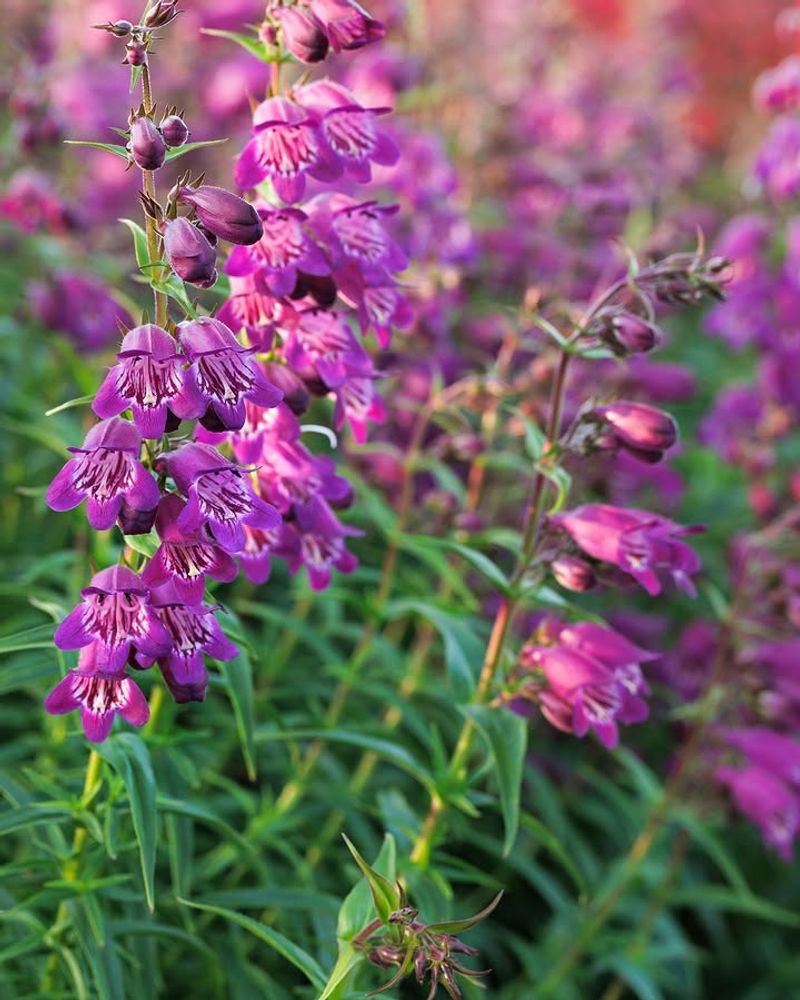 Penstemon Adds Color Without Much Maintenance