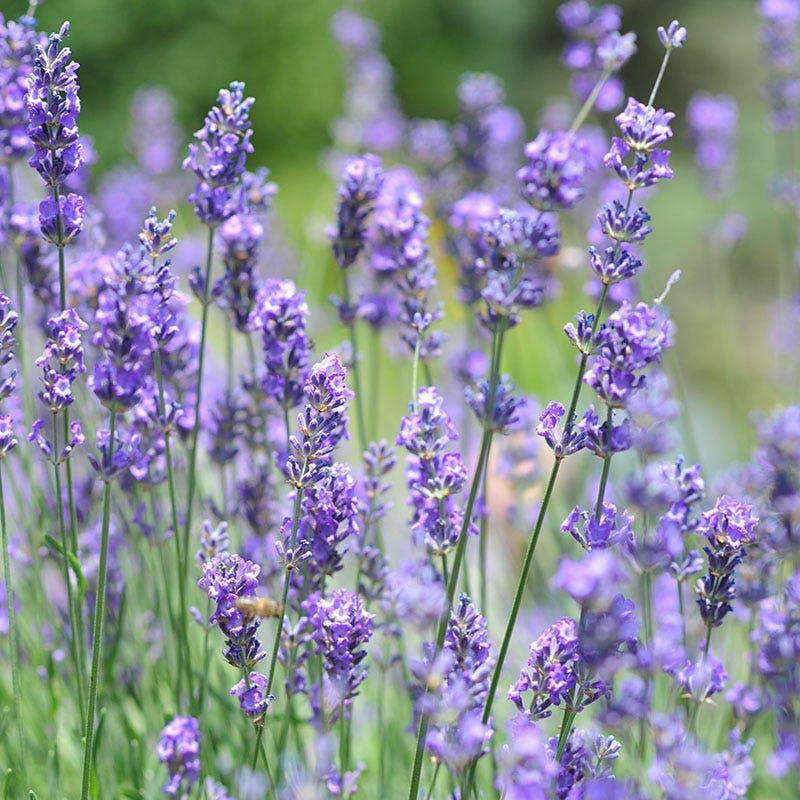 Lavender Thrives In Sunny Well Drained Michigan Spots