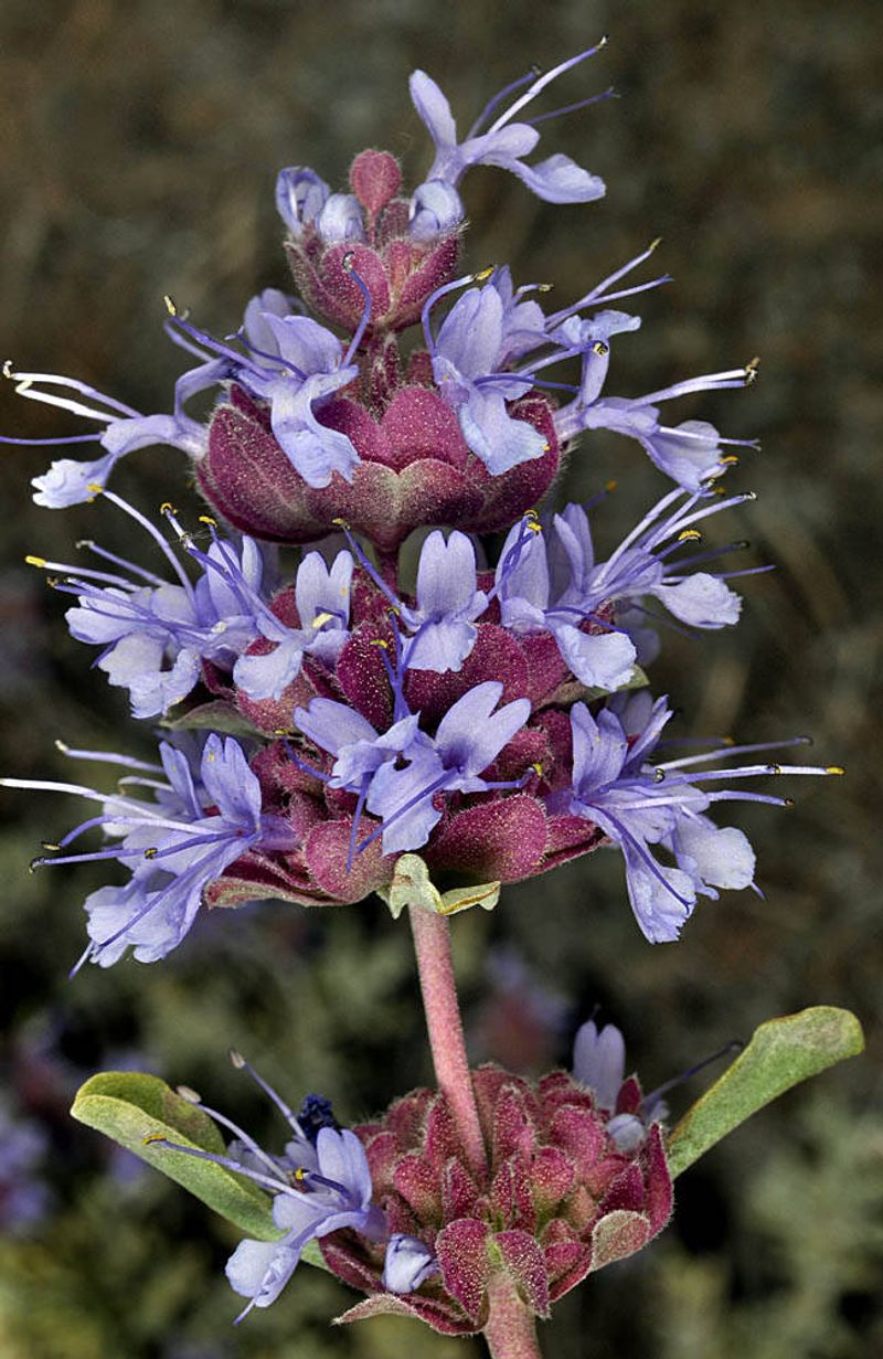 Salvia Keeps Color Going With Repeat Blooms