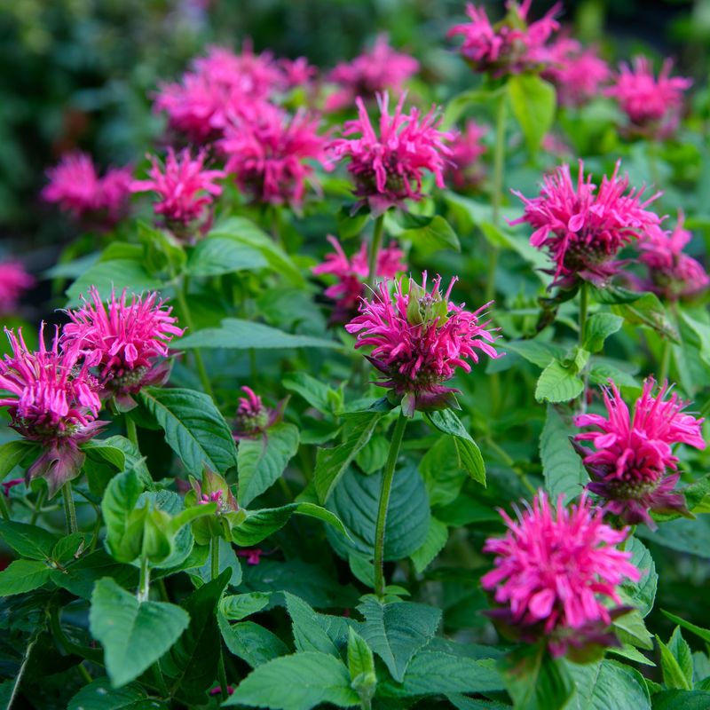 Bee Balm Adds Bright Color And Pollinator Power