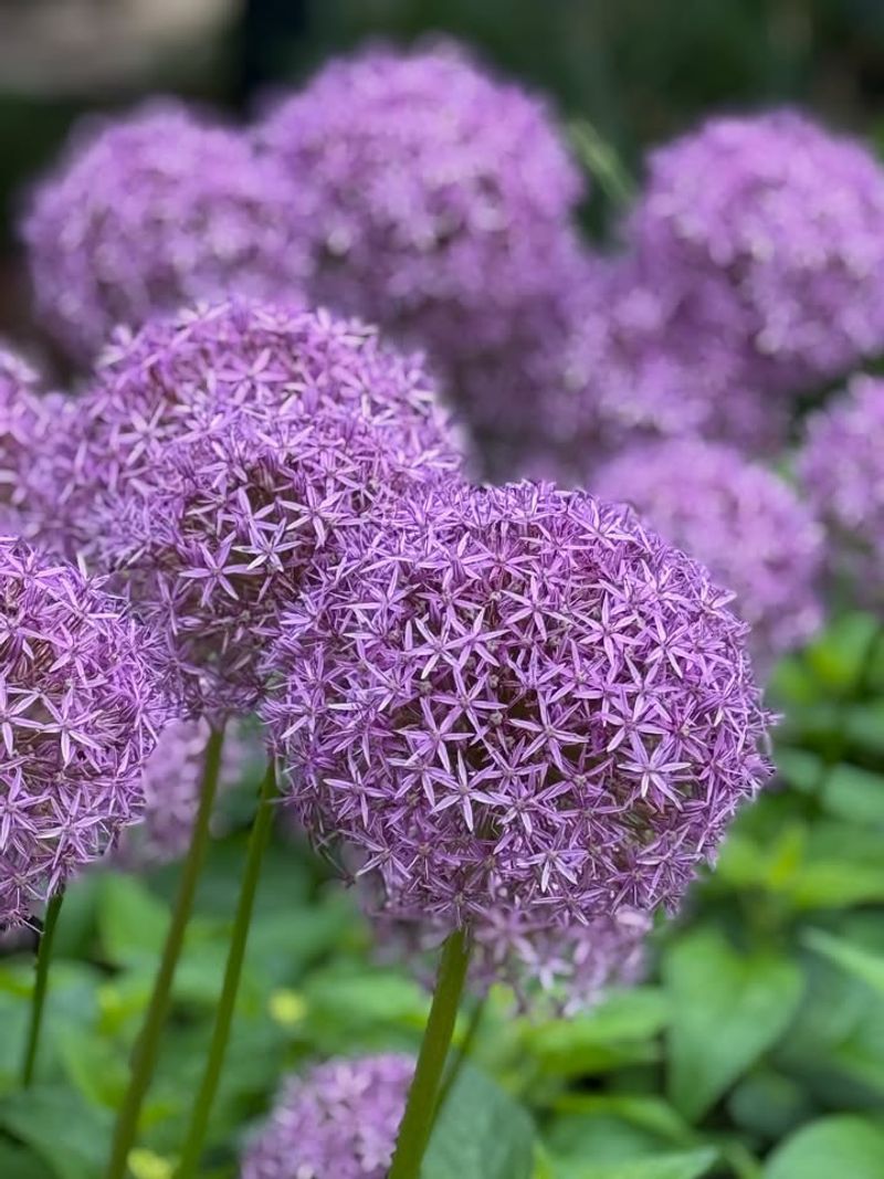 Allium