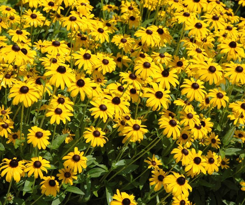 Black-Eyed Susans Keep The Color Going