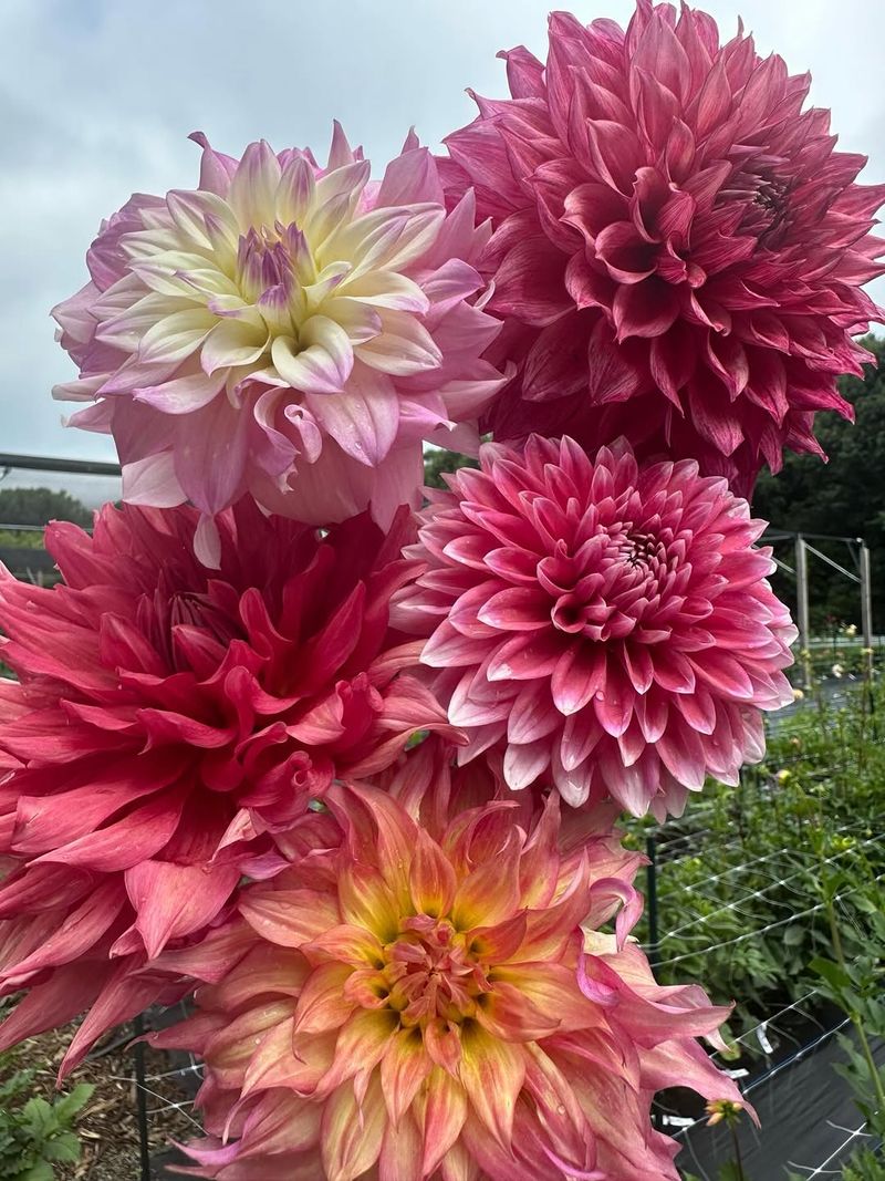 Dahlias