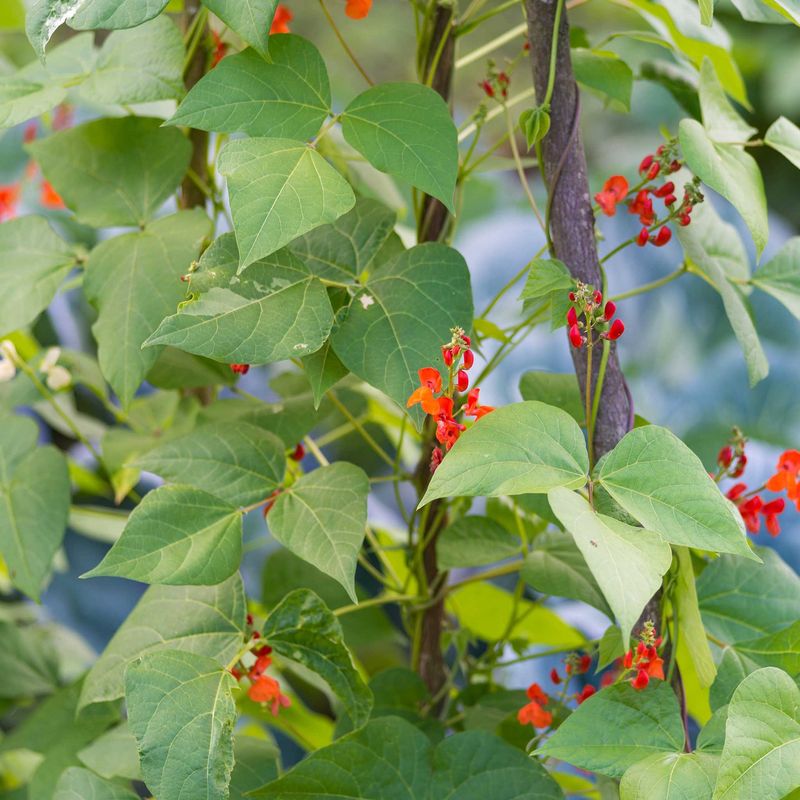 Scarlet Runner Beans Add Color And Height Quickly
