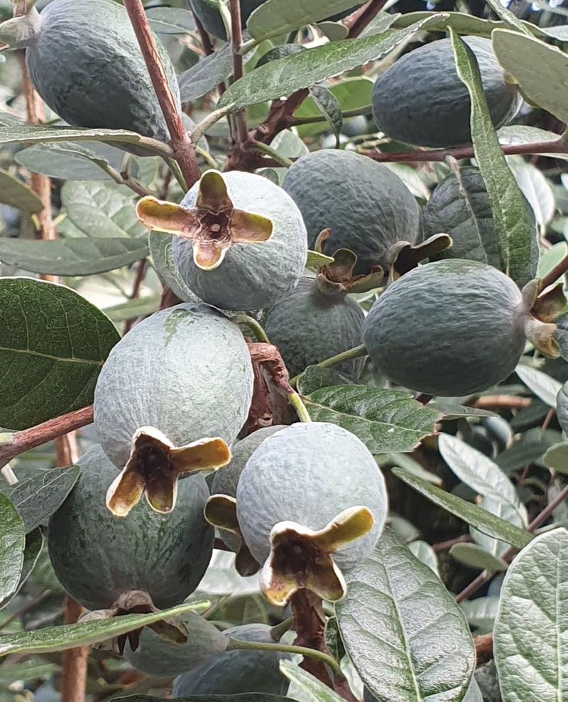 Pineapple Guava Handles Heat And Light Frost