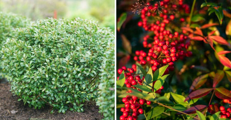 Hardy North Carolina Shrubs That Thrive With Almost No April Care