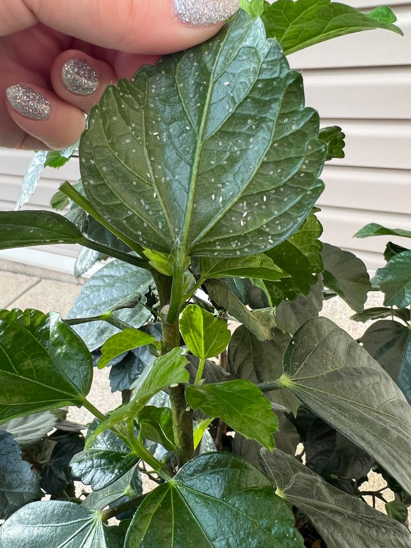 Whiteflies Love A Stressed Hibiscus