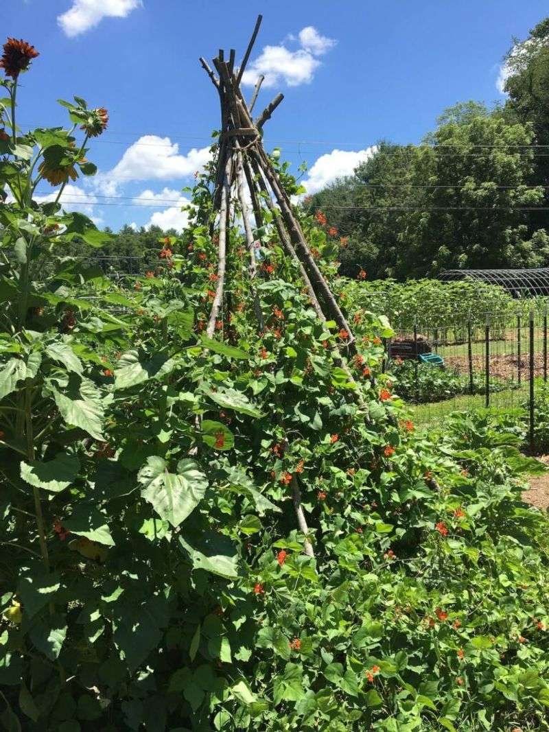 Why The Teepee Shape Works So Brilliantly For Beans