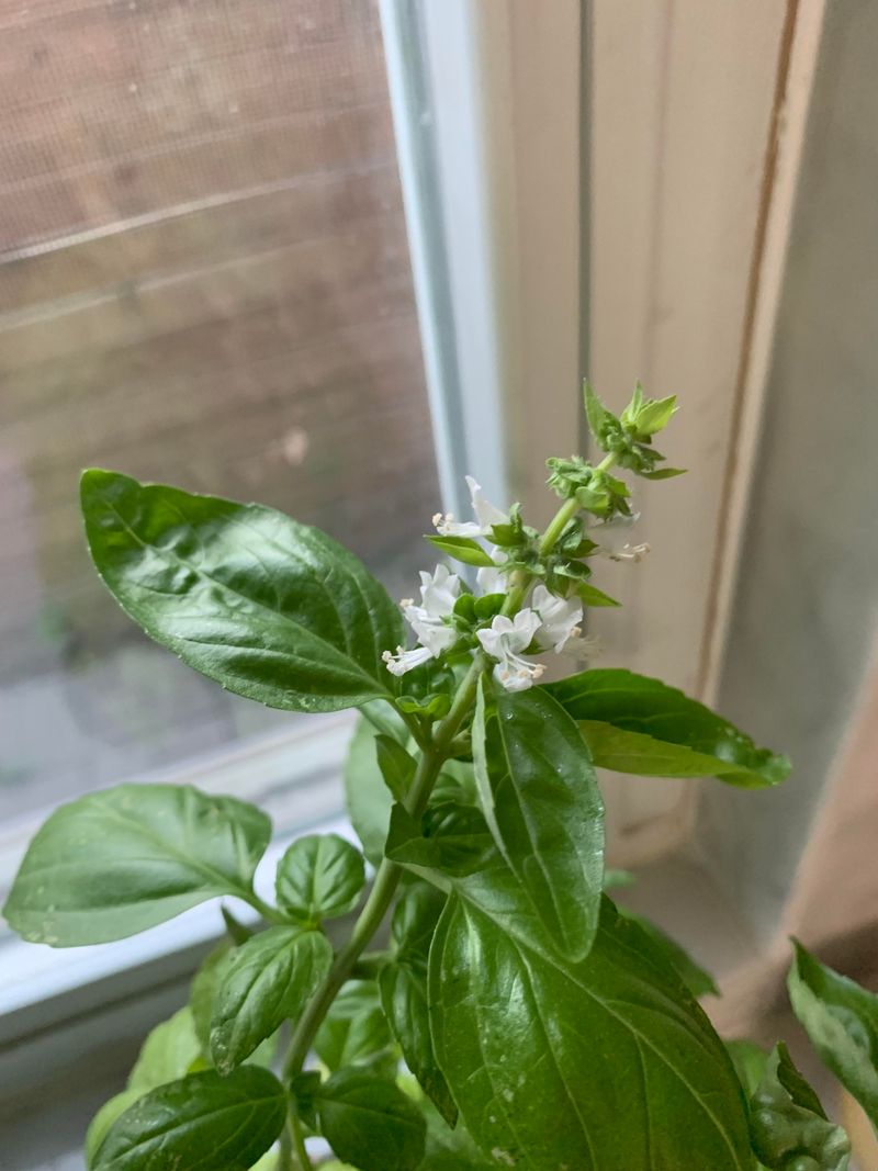 Remove Flower Buds To Maintain Leaf Production