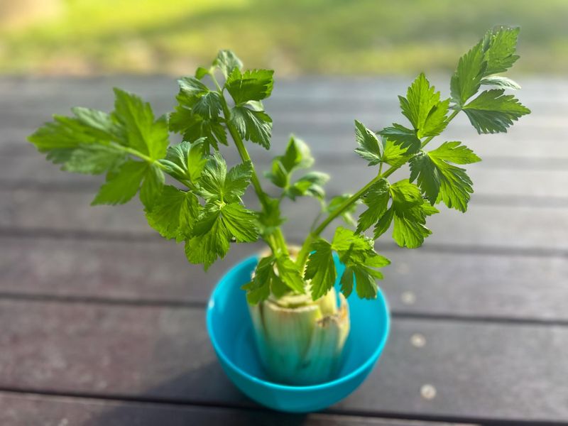 Treat It As A Low Cost Garden Experiment