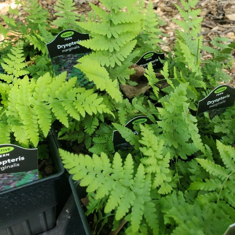 Marginal Wood Fern Regrows Steadily After Clump Division