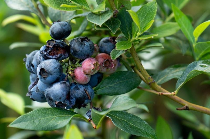 Site Selection Influences Frost Risk In Michigan Gardens