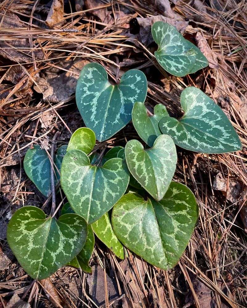 Heart-Leaf Ginger Lighting Up Shady Corners