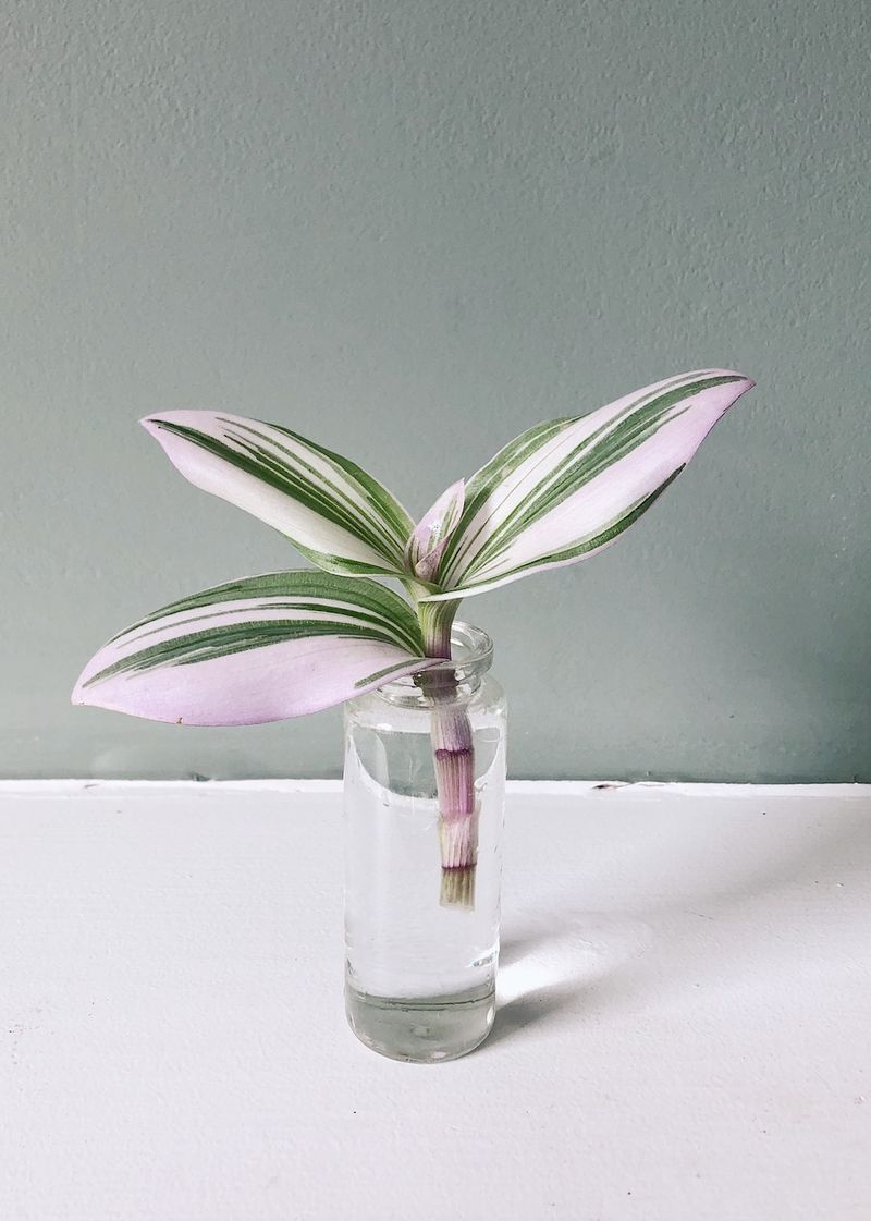 Tradescantia Roots In Days And Fills Out Fast