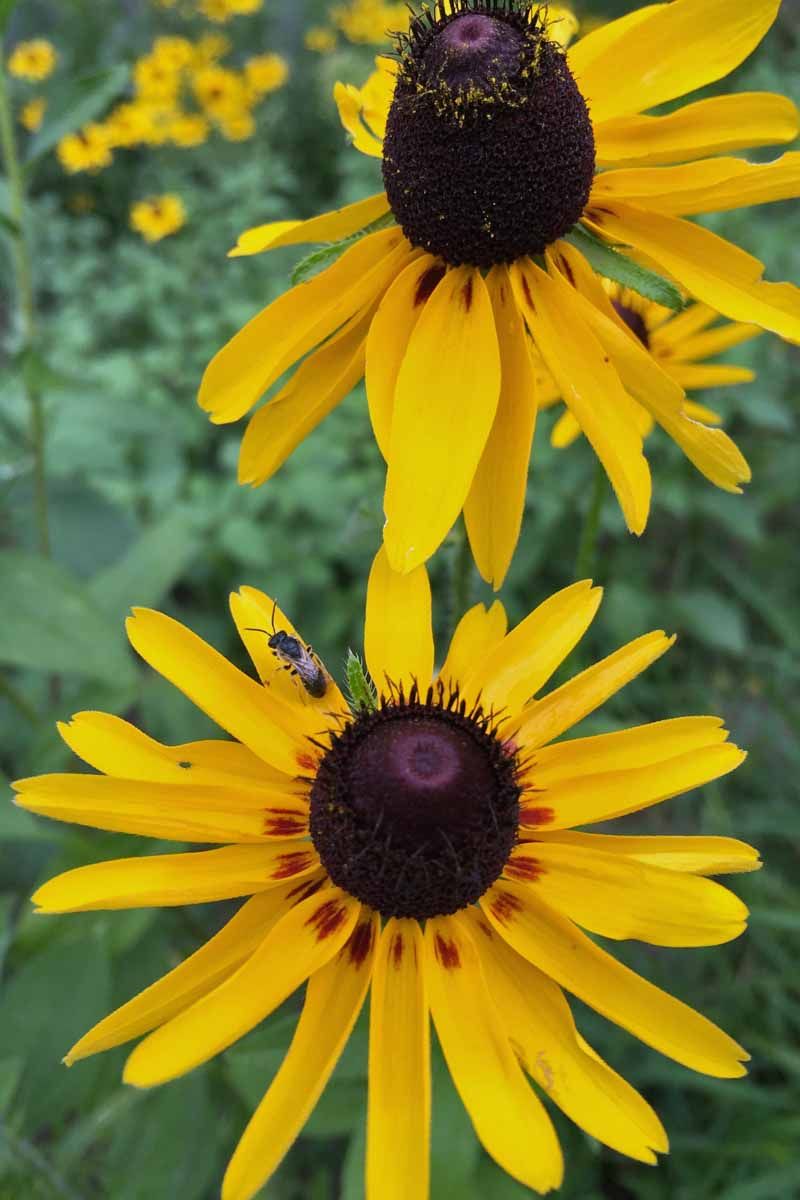 Soil Drainage Plays A Bigger Role Than Most Gardeners Realize