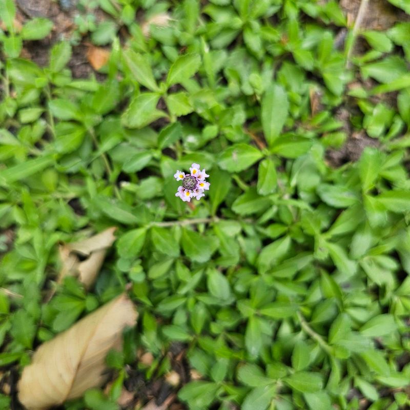 Small White Flowers Appear Repeatedly Through The Warm Season