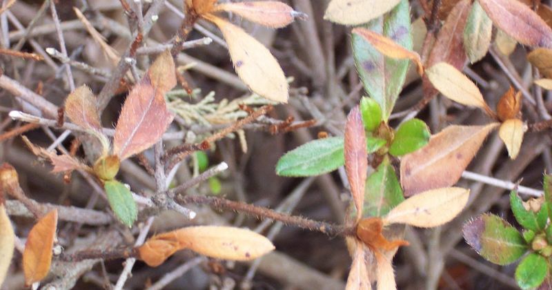 Open Spaces Leave Azaleas Without Protection